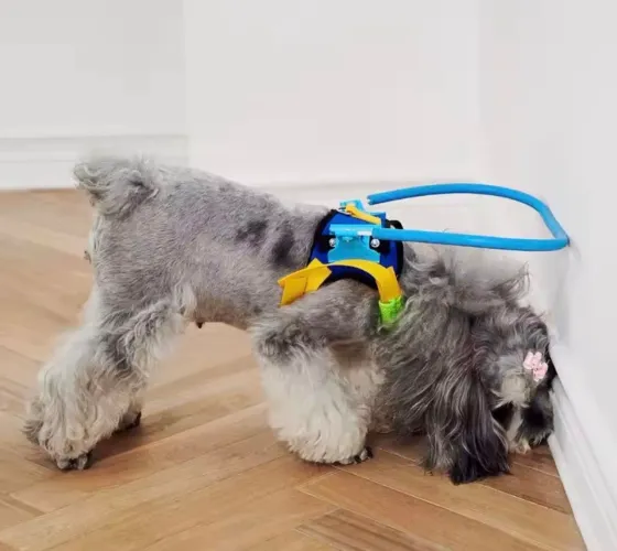 colar peitoral anti colisão para cães cegos tam xxs
