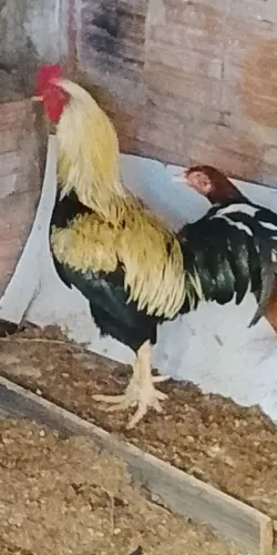 Vendo