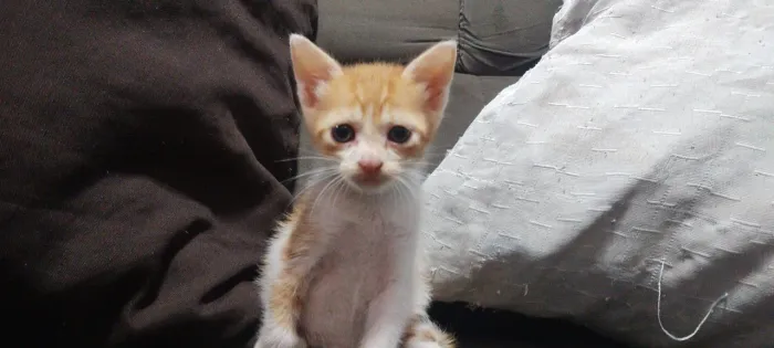 Adoção de Gato filhote 