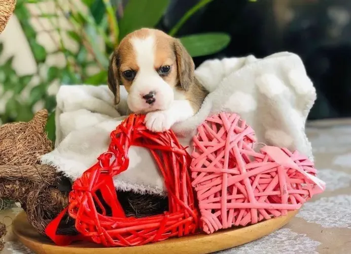Beagle 13 Polegadas Um amigo que se ajusta às dinâmicas da casa