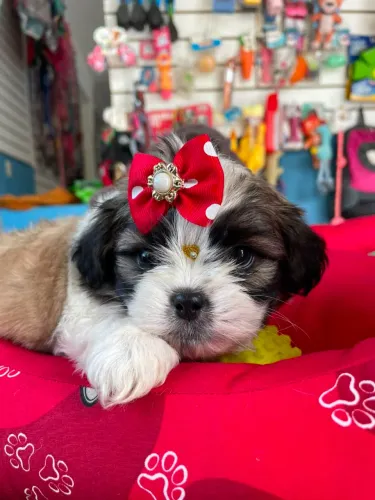 Shihtzu fêmea tricolor 