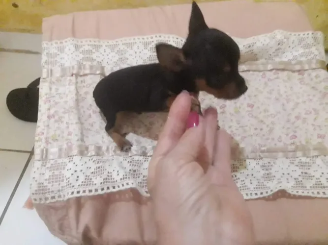 Pinscher miniatura original 0