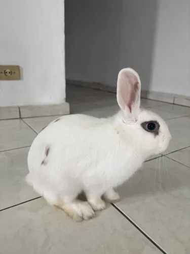 Doação Coelho