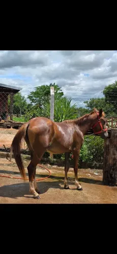 Vendo egua
