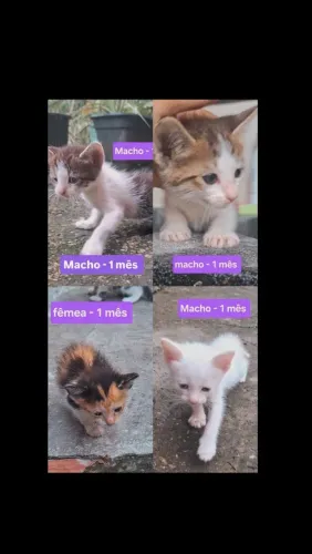 Gatinhos filhotes para adoção responsável 