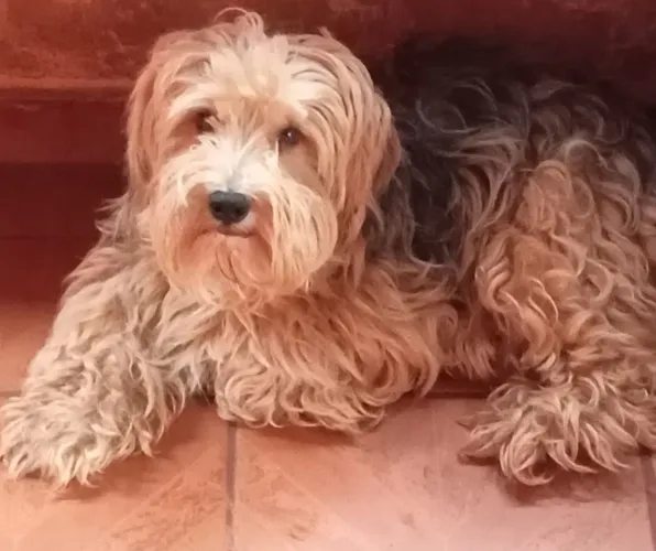 estou doando esse cachorro 