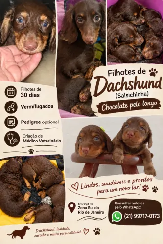 Filhotes de Bassê Dachshund Teckel Pelo Longo Chocolate 