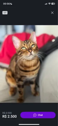 Gato bengal