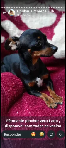 Linda feminha de pinscher