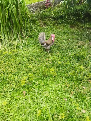 Galo cara de palhaço