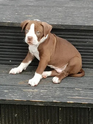 Pitbull - Seu Parceiro Em Qualquer Fase
