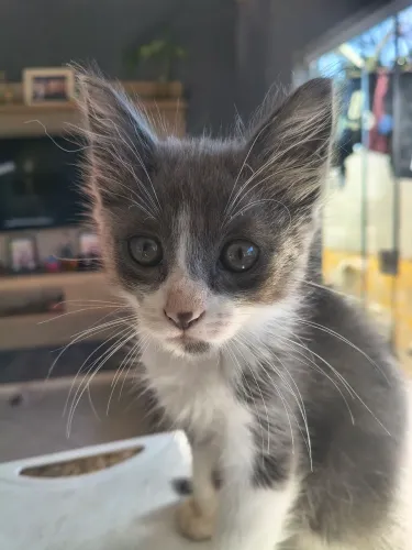 Doação responsável gatinhos