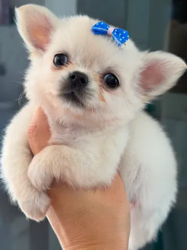 Chihuahua macho verdadeiro príncipe