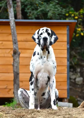 Dogue Alemão 