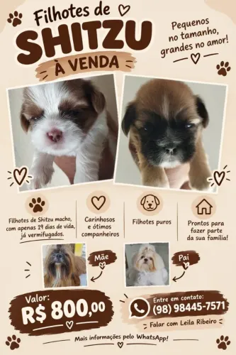 Venda de filhotes de shih tzu