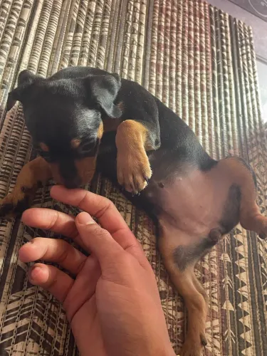 Filhote de Pinscher(fêmea)