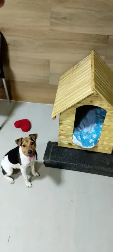 Fox paulistinha com pedigree