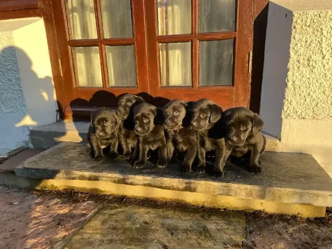 Cães que combinam carinho e companheirismo