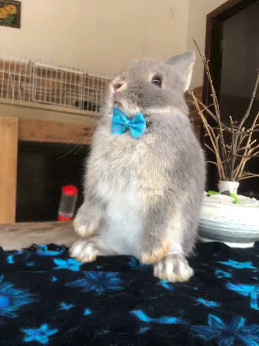 Mega promoção - coelho anão netherland dwarf linhagem importada - macho