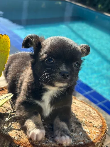 Chihuahua pelo longo macho com pedigree