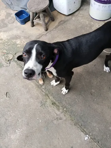Doação de cachorro 