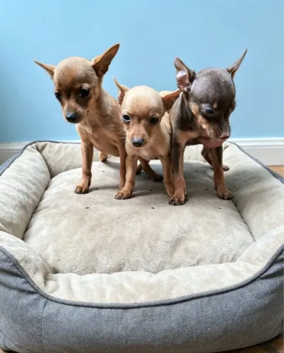 Pinscher