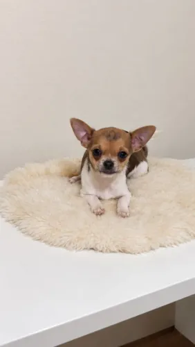 Lindo bebê chihuhahua pelo curto
