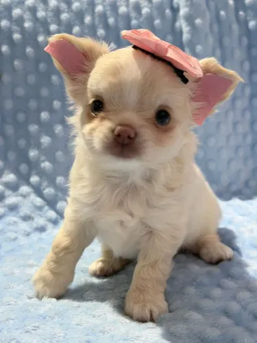 Chihuahua fêmea Pêlo longo creme, trufa marrom. 50 dias de pura fofura!