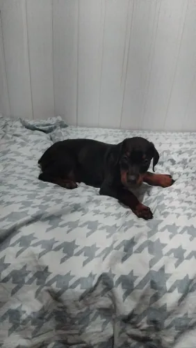 Dobermann