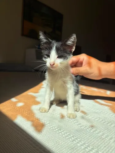 Gatinhos Filhotes Para Adoção 
