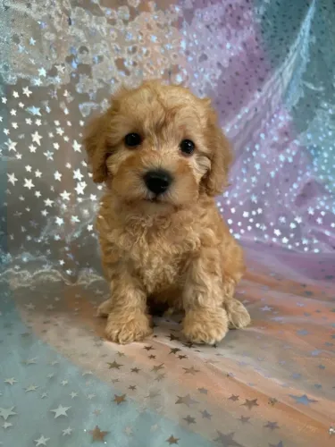 Poodle - Pequenas fofuras criadas para levar alegria ao lar