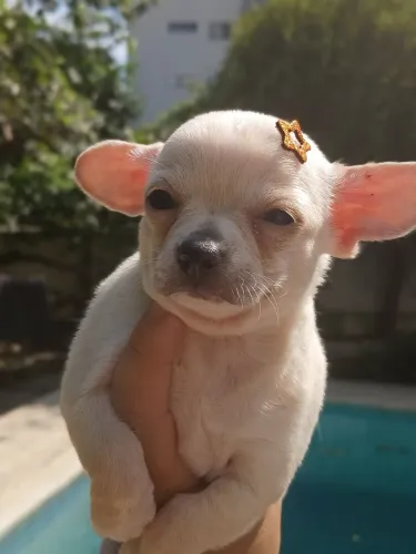 Fêmea de chihuahua pelo longo