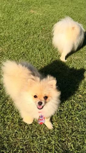 Spitz alemão anão macho