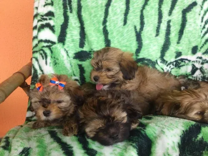 filhotes de cachorro poodle x maltes