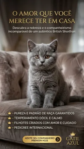 Gato British Shorthair (Filhotes