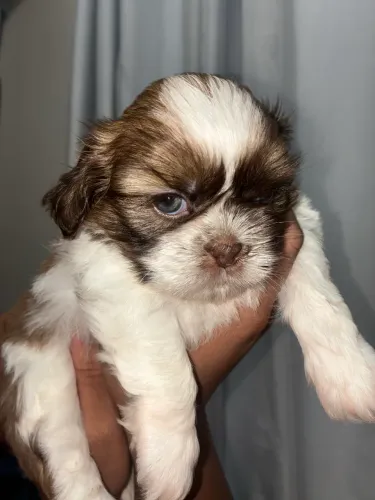 FILHOTES DE SHIH-TZU MACHOS