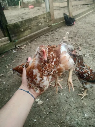 Galinhas