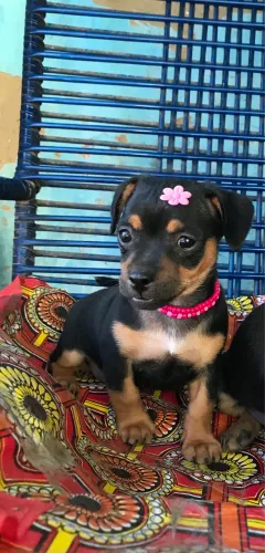 Pinscher Fêmea N1