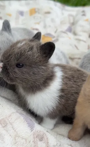 Mini coelhos 