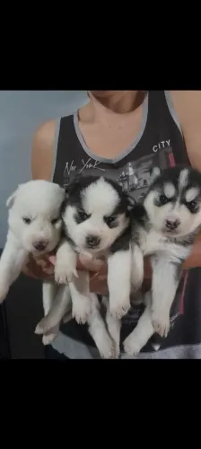 Filhotes Husky Siberiano