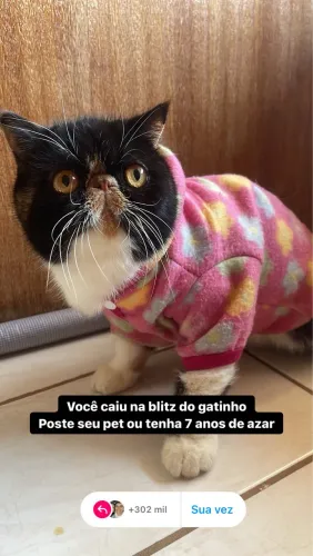Gata exótica