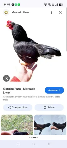 Galinhas cornish