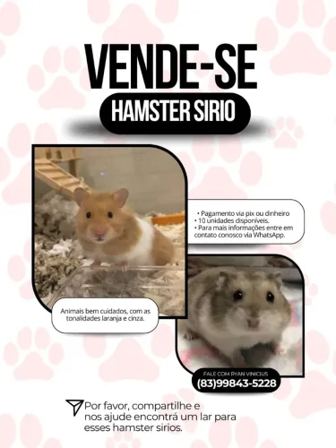 Vende-se hamster sirio.