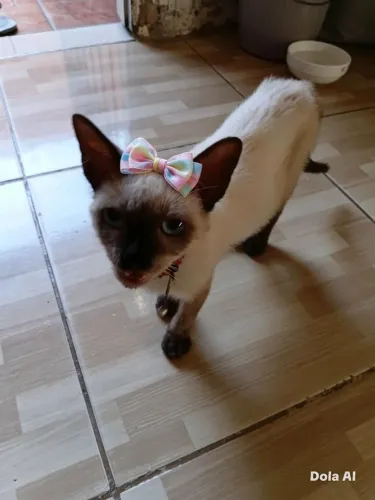 Gata  siamês 