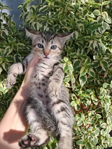 Doação de gatos