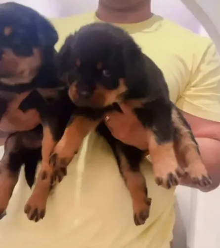Rottweiler Novos filhotes na nossa loja