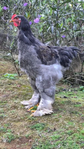 Vendo Frangos Brahma