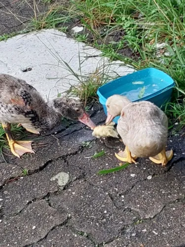 Vendo 1 casal de patinhos com 2,5 meses.