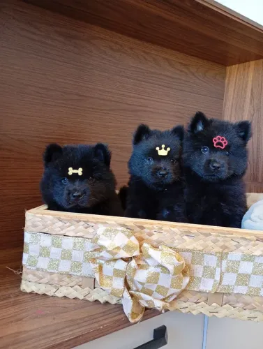 Chow Chow , fêmeas e macho disponível.