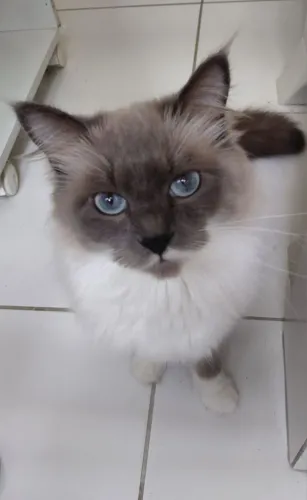 GATO MACHO AMADEUS